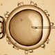 Illustration for article titled Researchers Clone Stem Cells From Human Adults